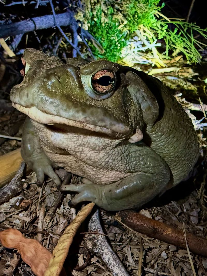 Sonoran Desert Toads