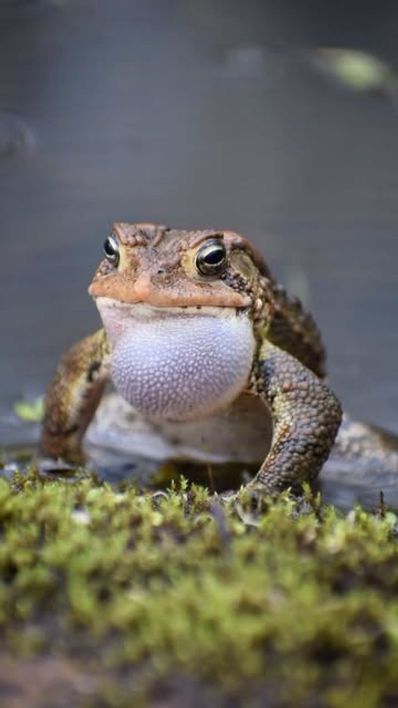 American Toad