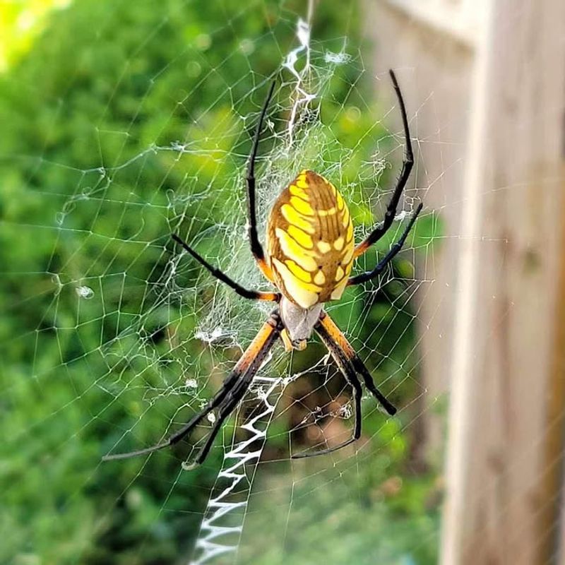 Garden Spiders