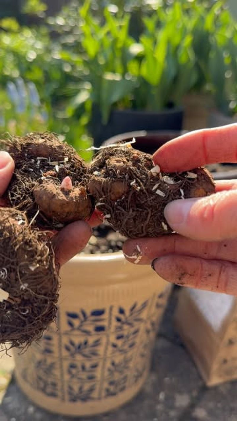 Apply Thick Compost Layers Around Root Zones