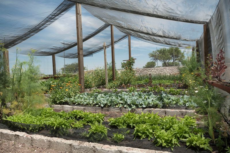 Install Temporary Windbreaks Around Vulnerable Plants