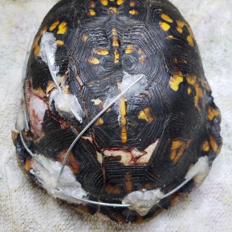 Provide Temporary Shelter For Injured Turtles