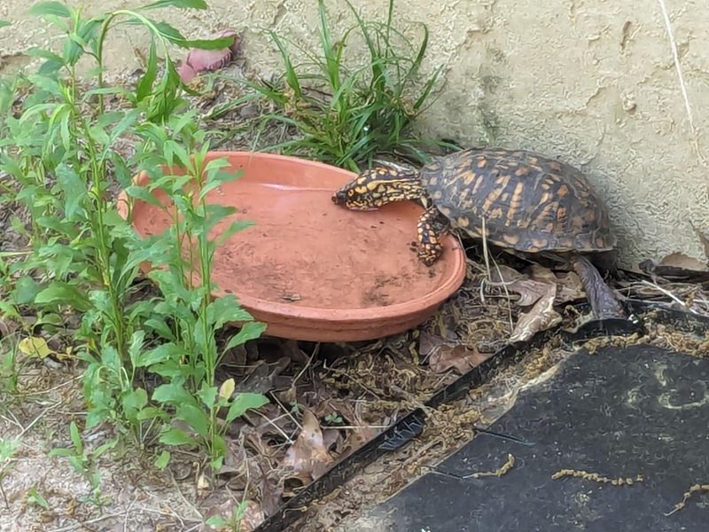 Provide Water Access if It's Hot