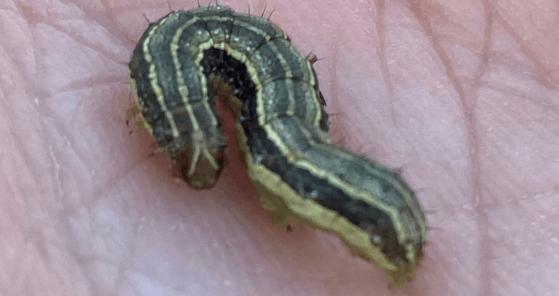 Stay Alert For Fall Armyworms