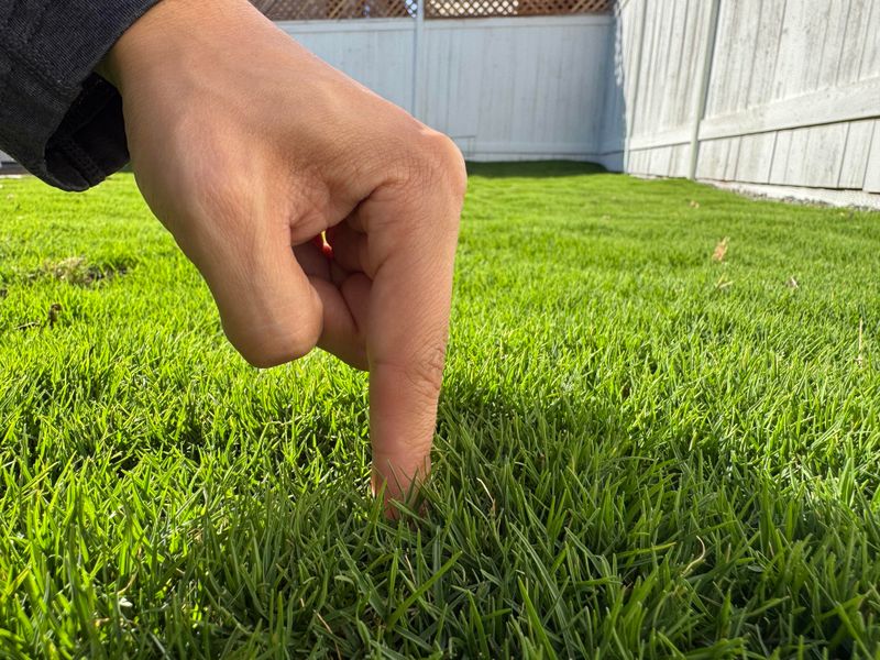 Continue Mowing Until Growth Stops Completely