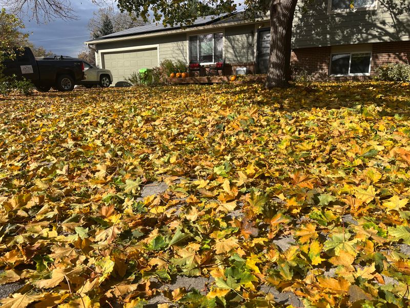 Ignoring Fallen Leaves On The Lawn