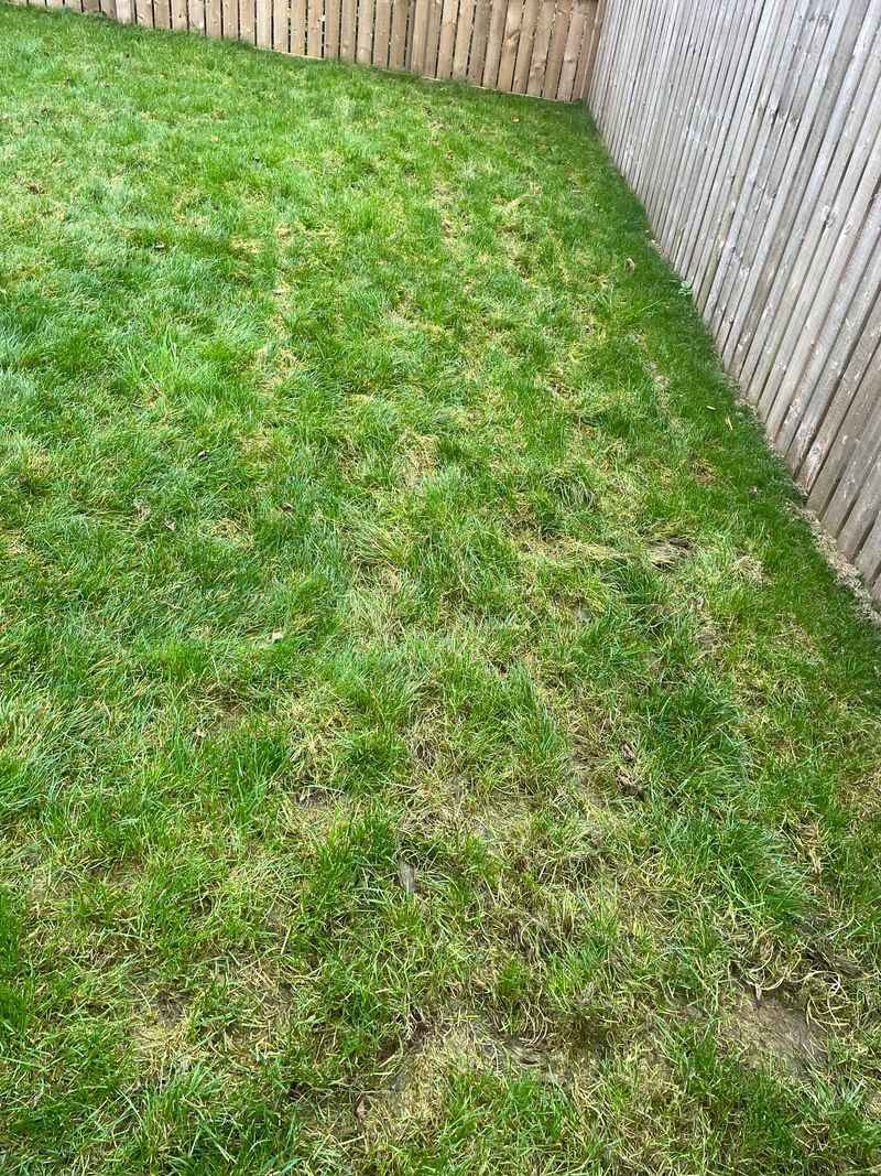 Mowing Wet Grass