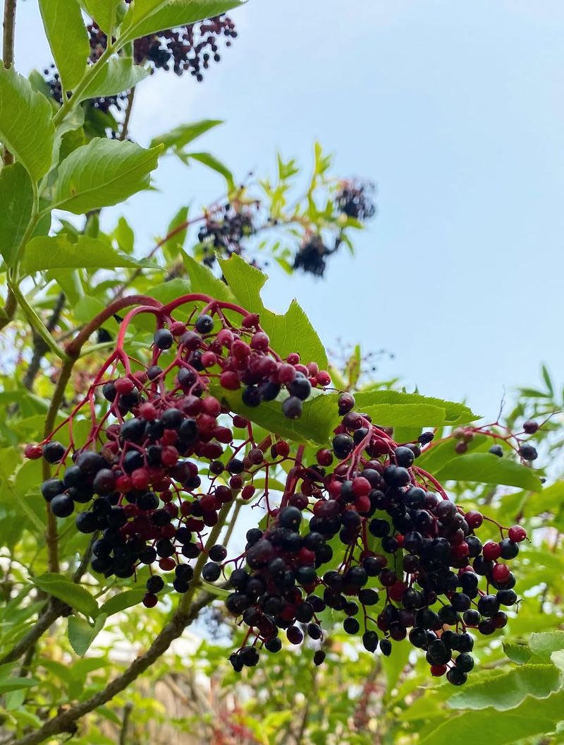 Elderberries