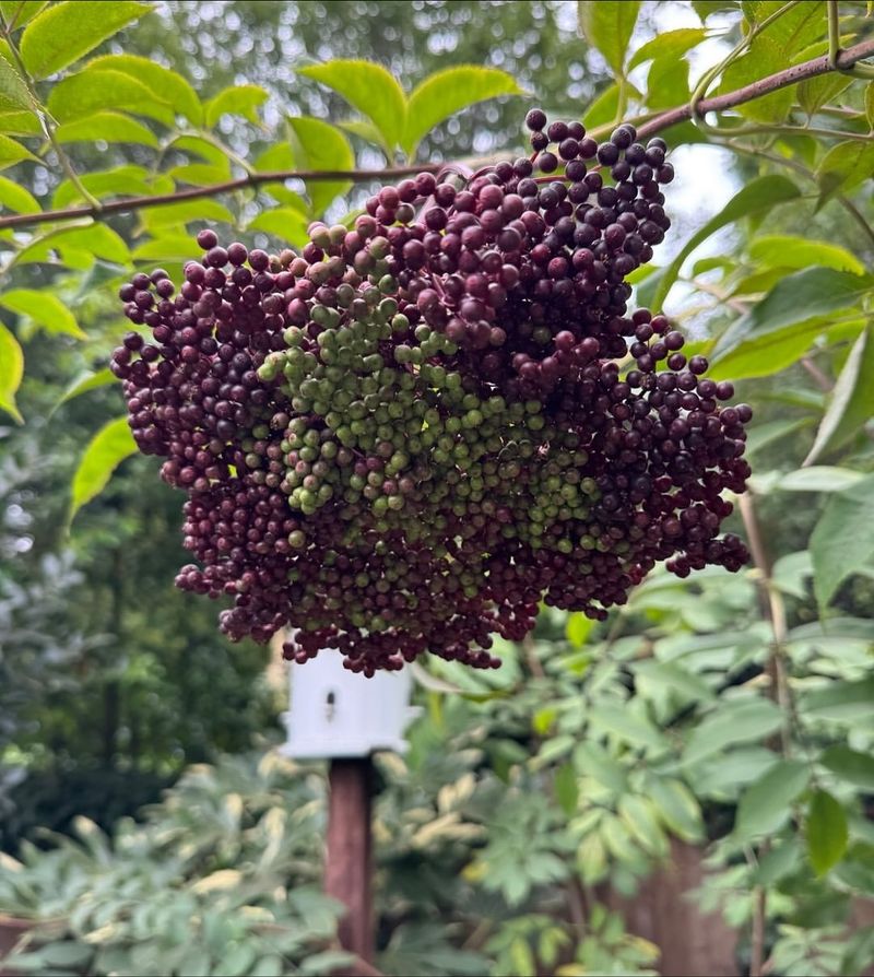 Elderberries
