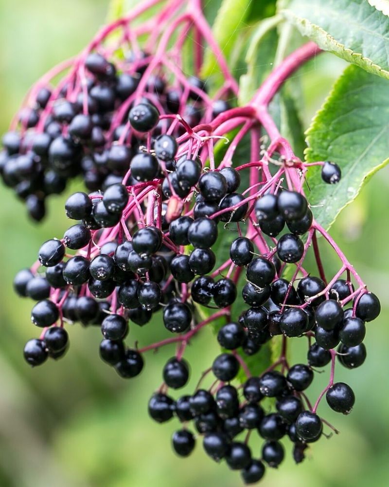 Elderberries