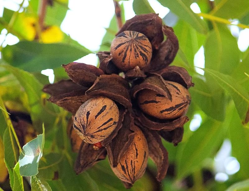 Pecan Trees