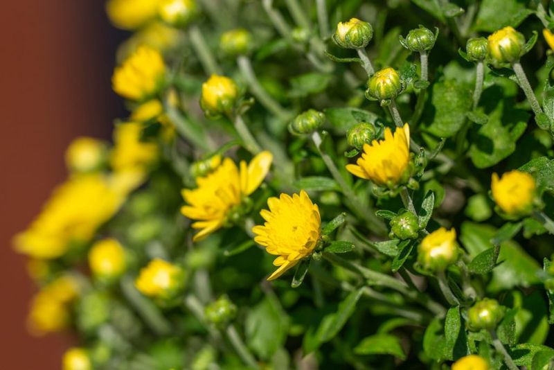 Buy Plants With Tight Buds, Not Full Blooms