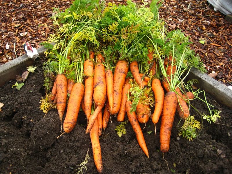 Harvest Root Vegetables
