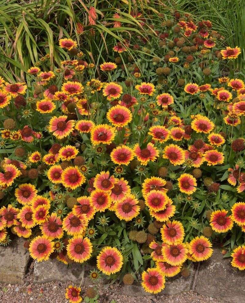 Divide Overcrowded Perennials