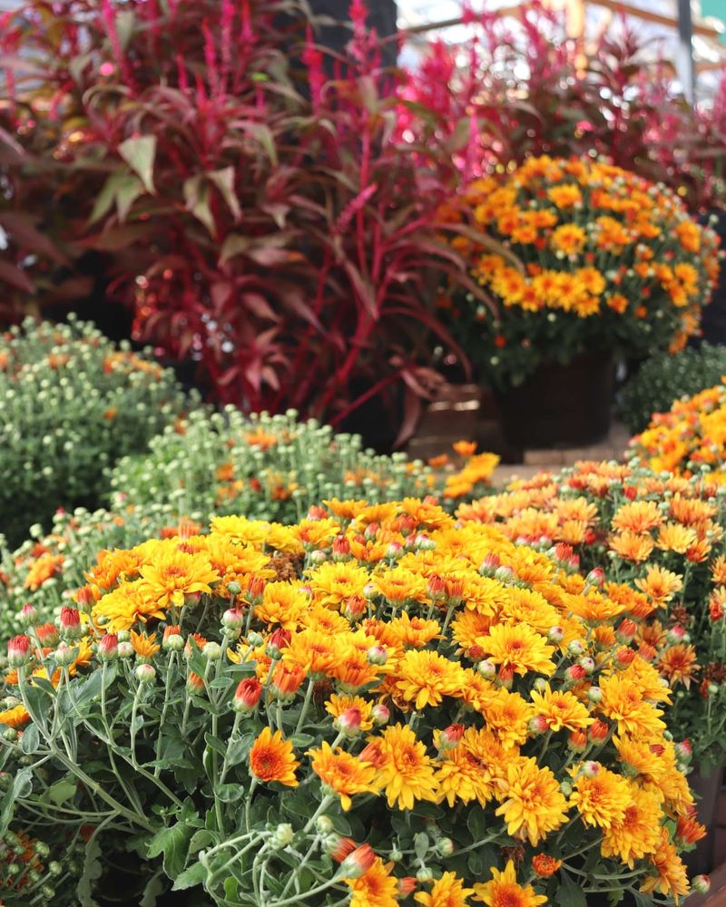 Protect from Early Frost
