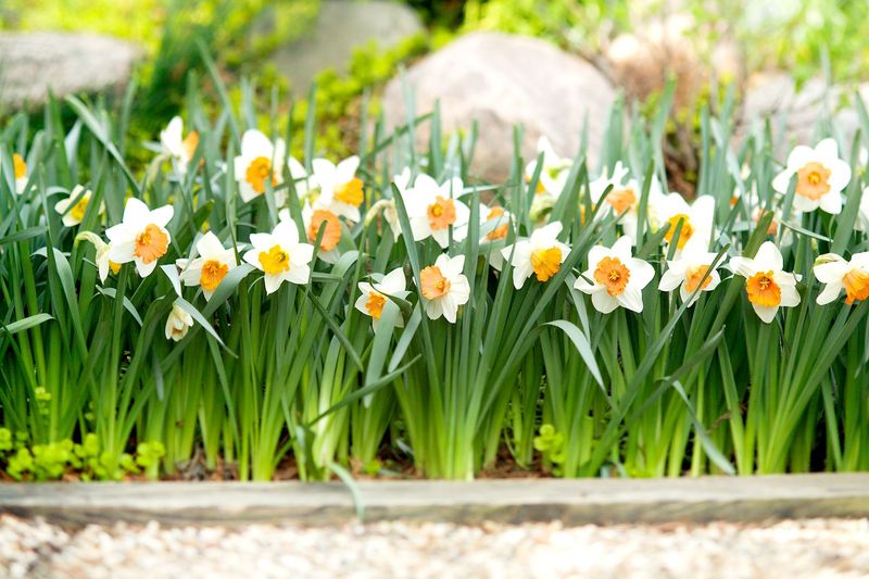 Daffodils Handle Late Planting Better Than Tulips