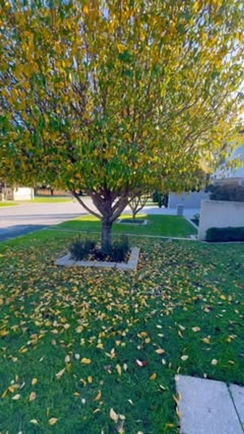 Prune During the Right Season