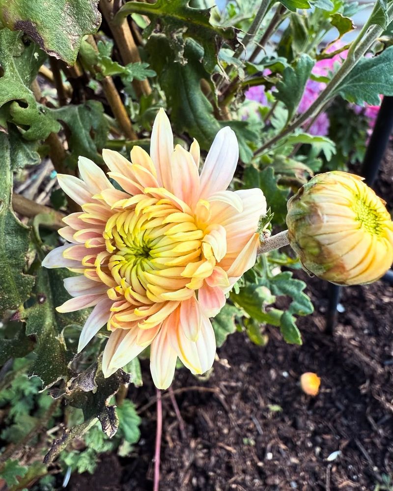 Pinch Spent Blooms Regularly