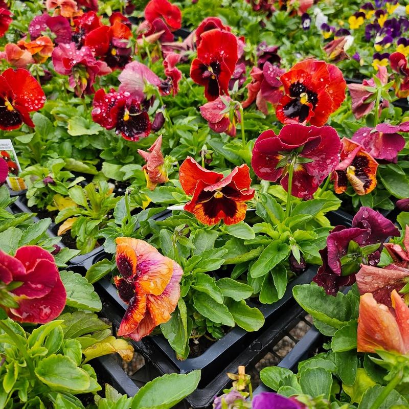 Start Planting Annuals For Color