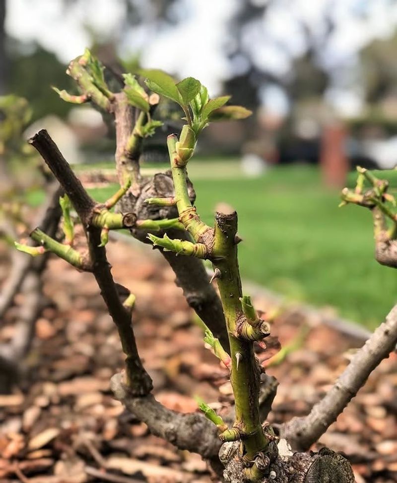 Prune Roses And Shrubs