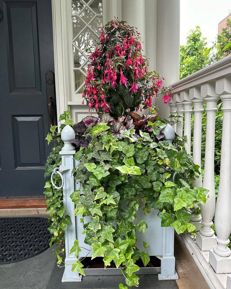 Move Container Begonias To Covered Porches
