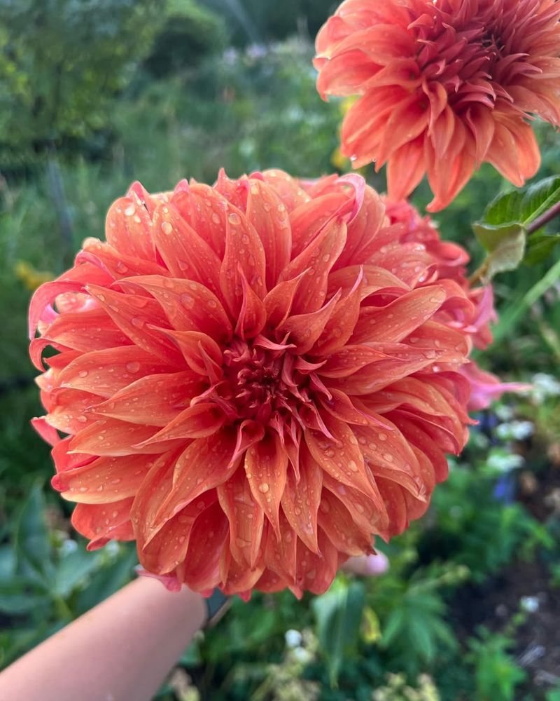 Choose The Right Varieties