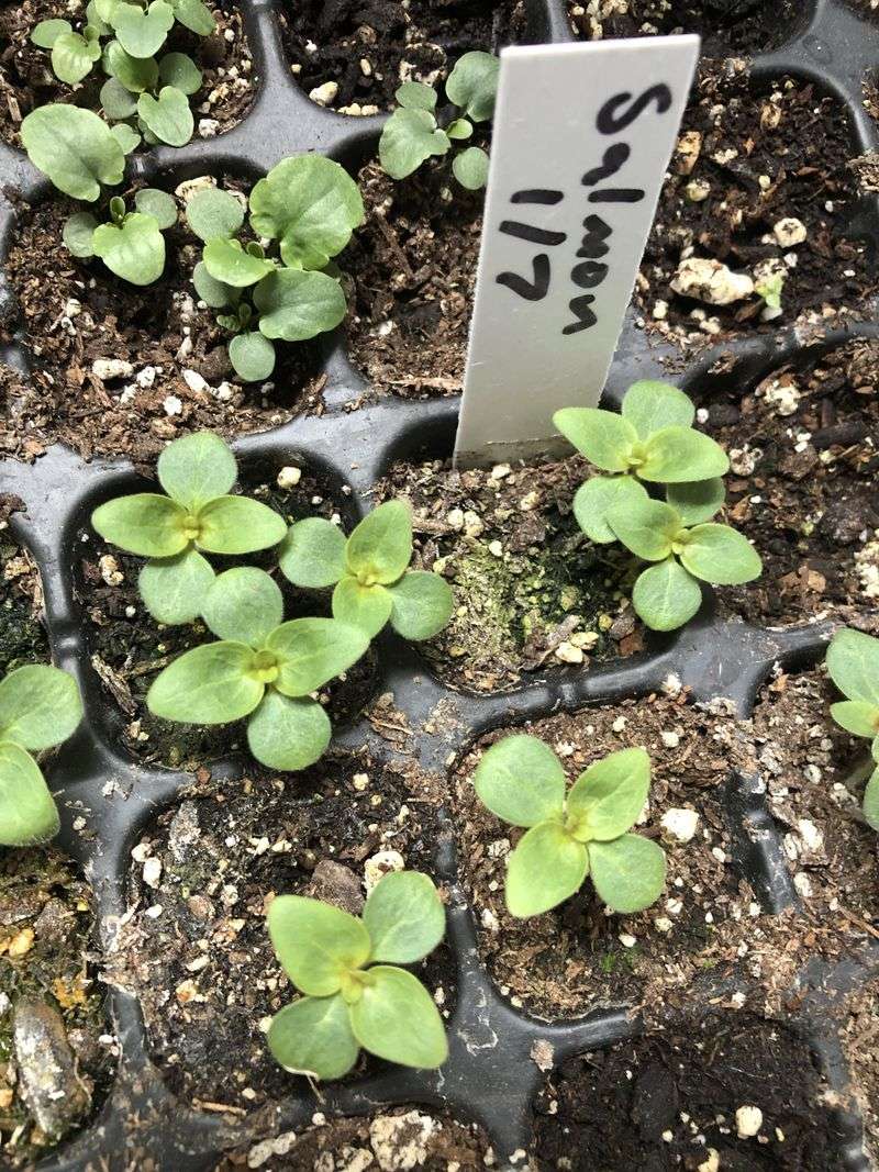 Time Your Planting Around First Frost Dates