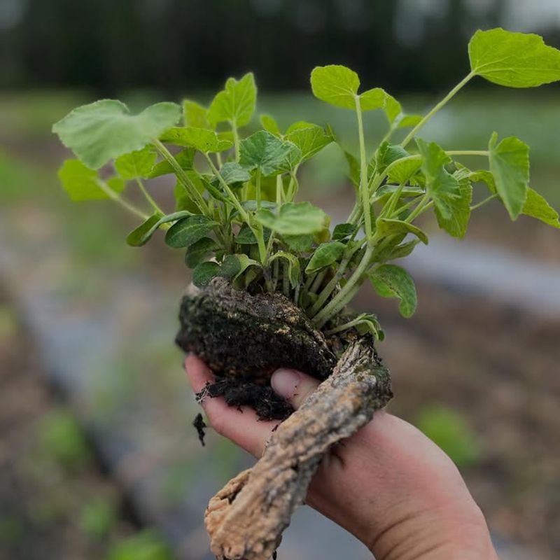 Plan For Volunteer Seedlings