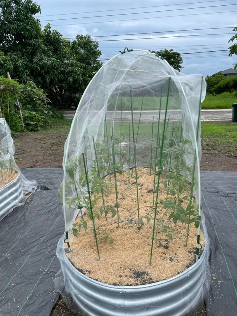Plastic Sheeting