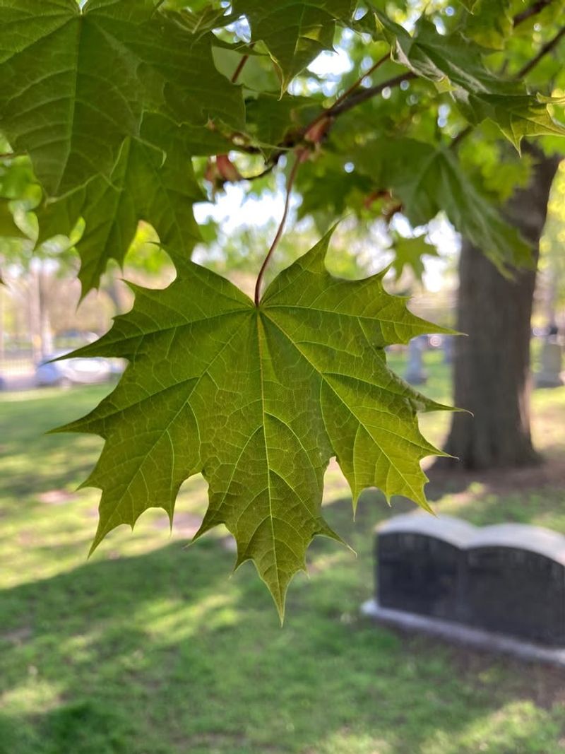 Norway Maple