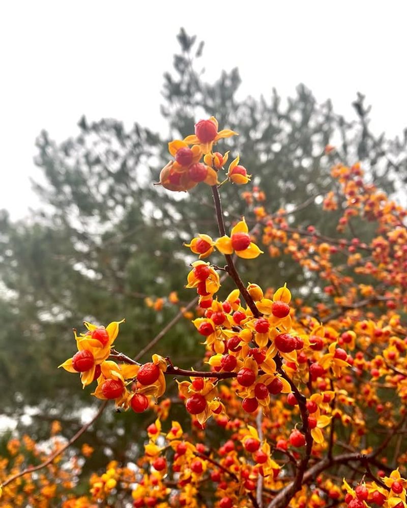 Oriental Bittersweet