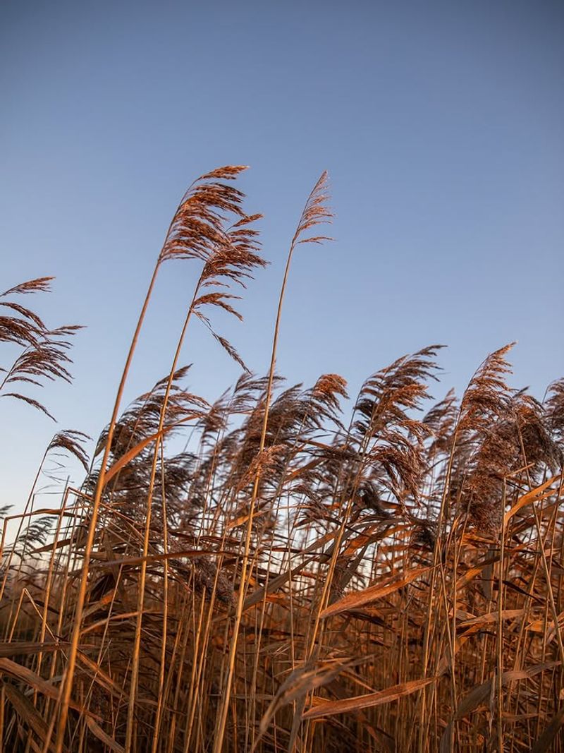 Common Reed