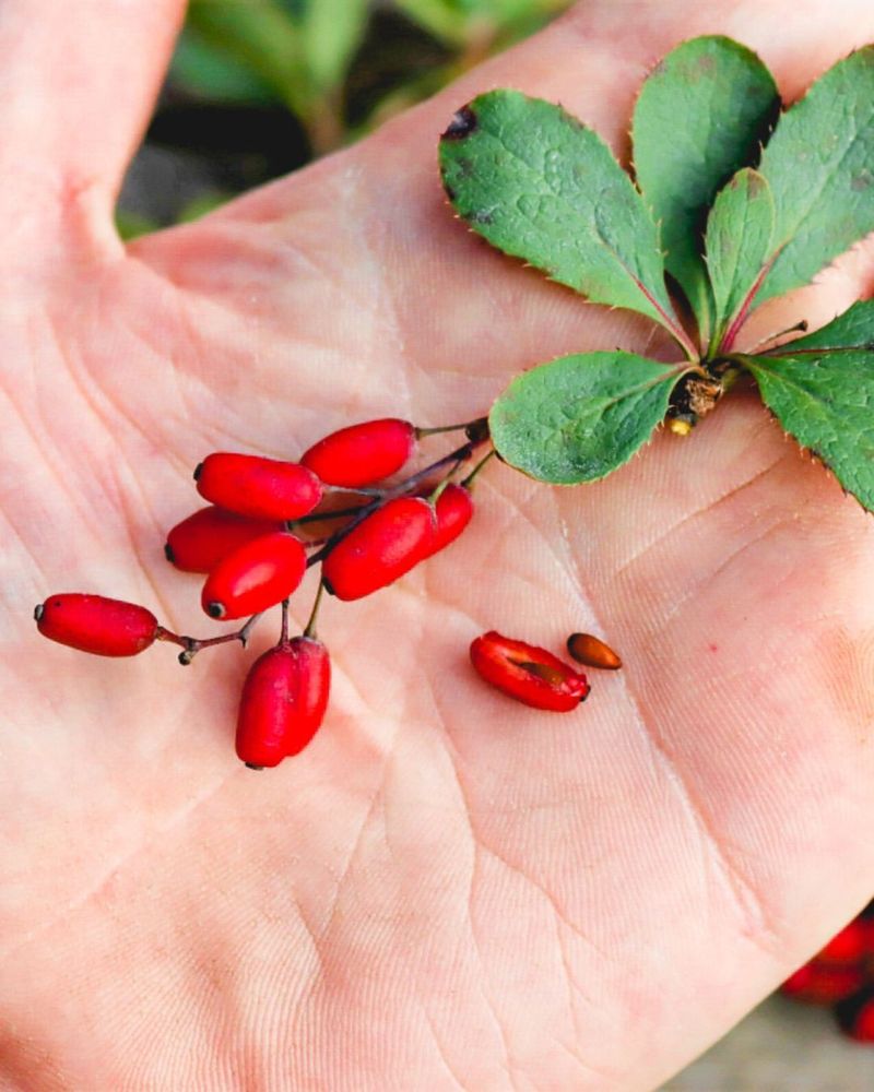 Common Barberry
