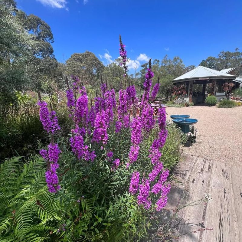 Purple Loosestrife