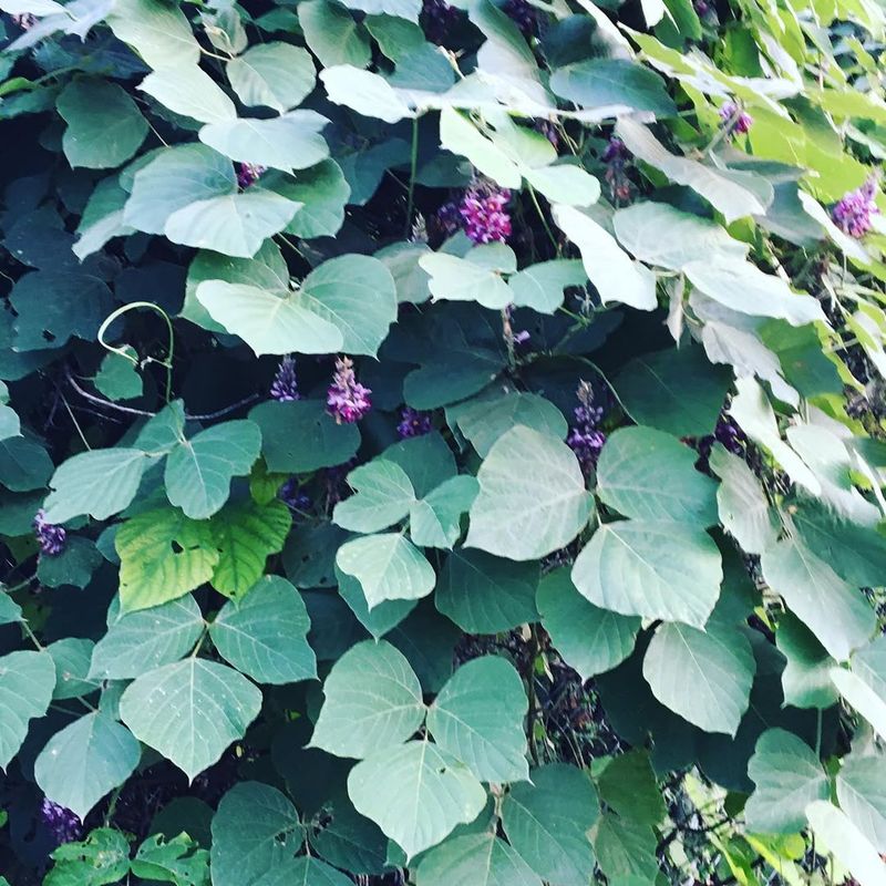 Kudzu