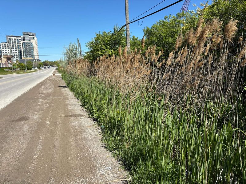 Common Reed Phragmites Taking Over Drainage Areas