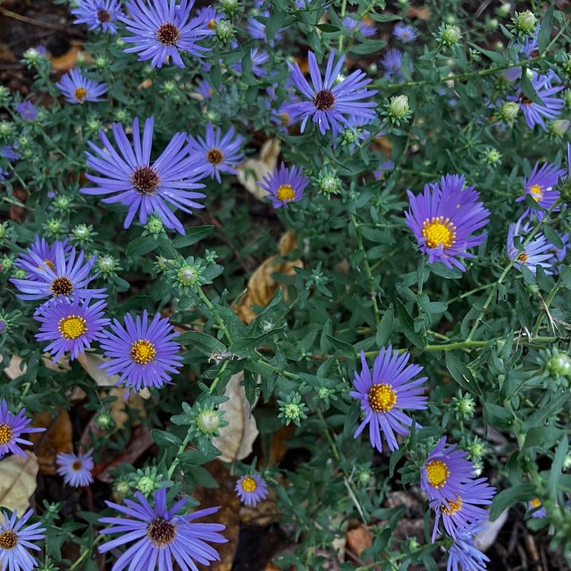 Growing Asters Requires Minimal Water And Care