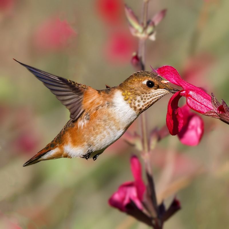 Attracts Multiple Hummingbird Species