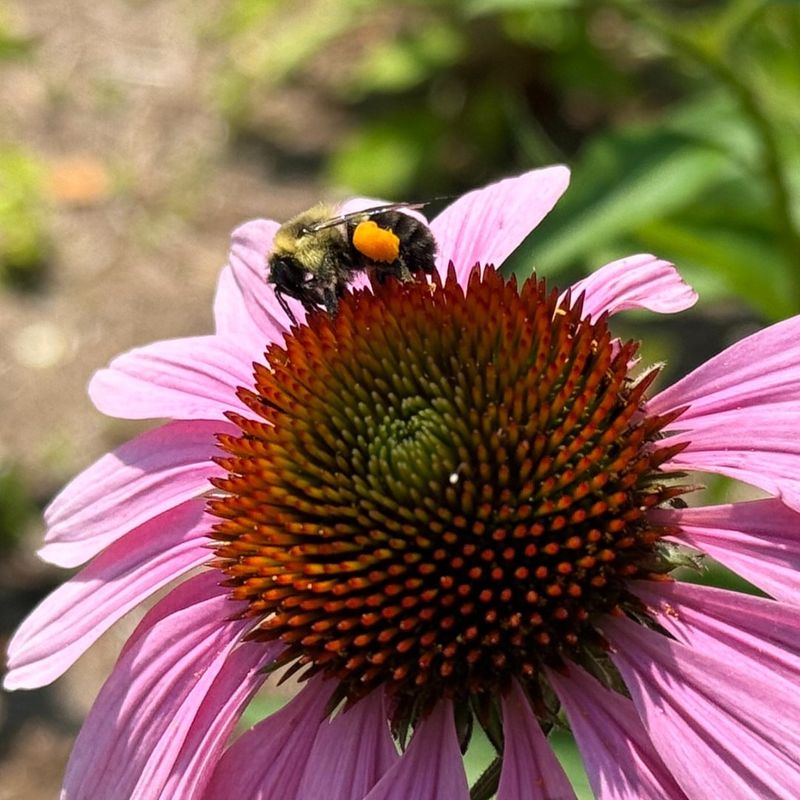 Chemical-Free Pollen Keeps Bee Colonies Healthy