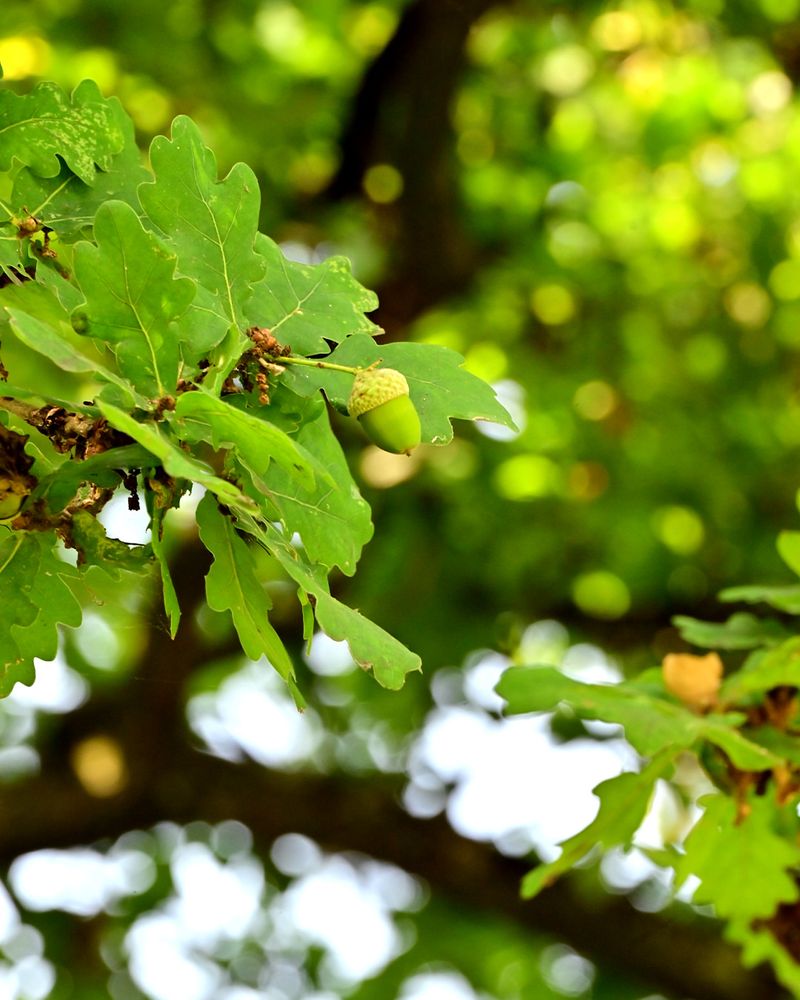 Fewer Pests And Diseases This Year