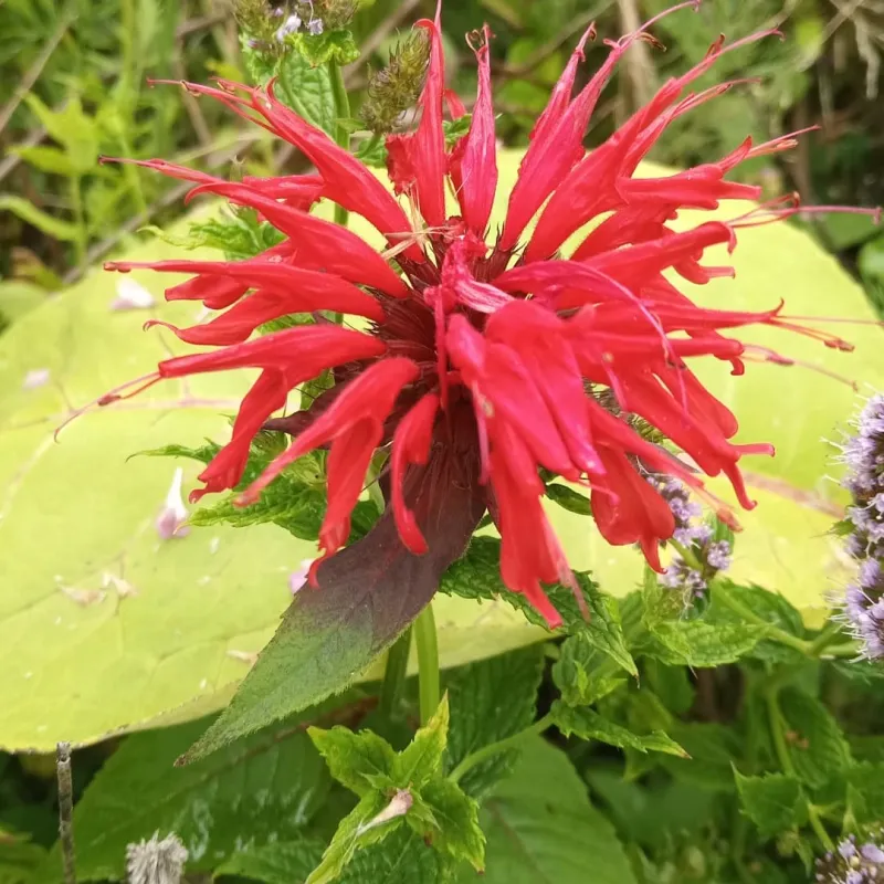 It Self-Seeds To Create Natural Colonies