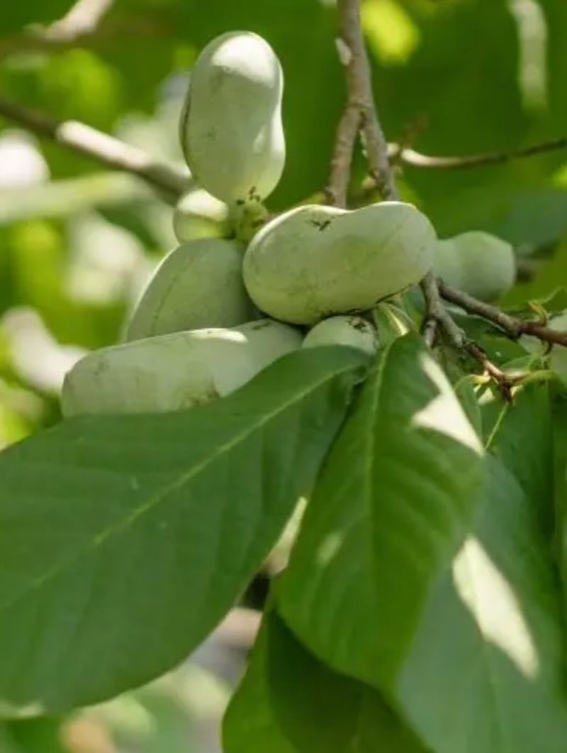 Pawpaws: North America's Forgotten Tropical Fruit