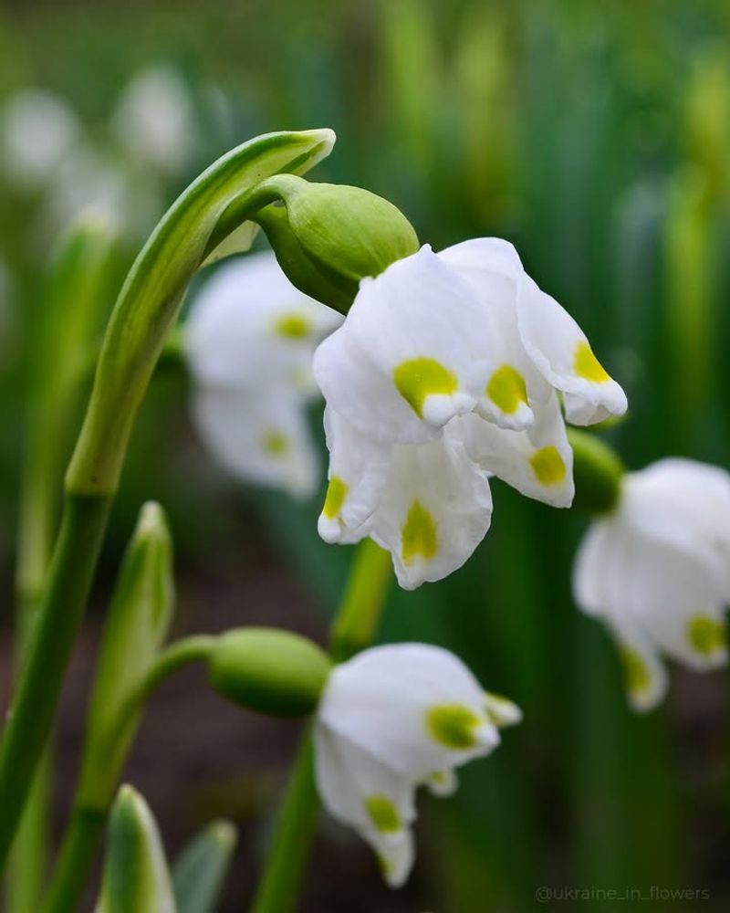 Leucojum (Spring Snowflake)