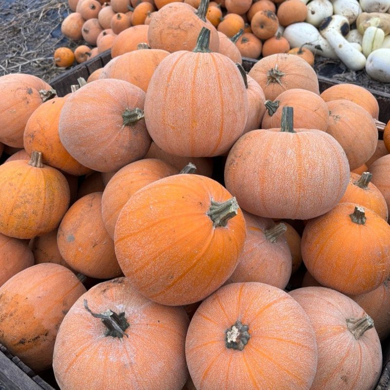 Winter Luxury Pie Pumpkin