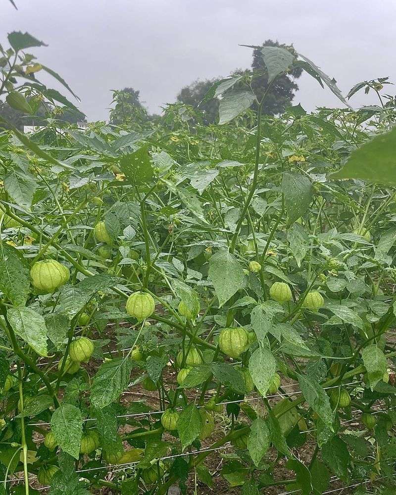Tomatillos