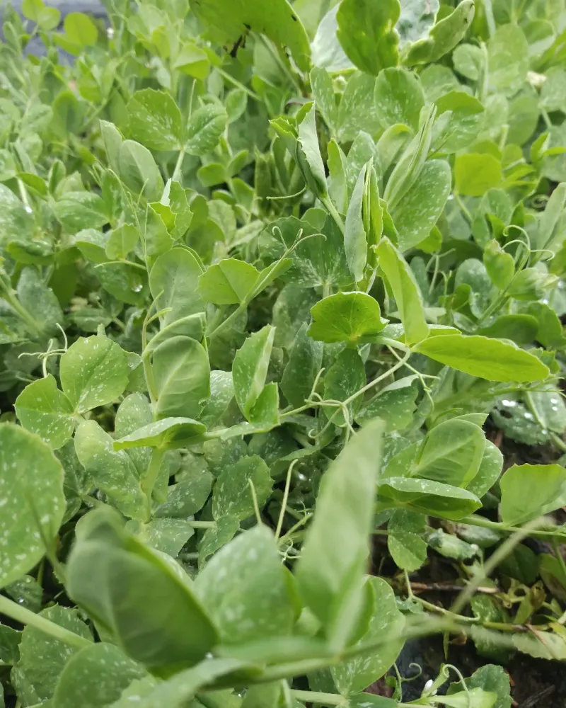 Field Peas