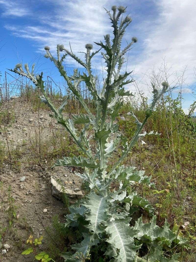 Scotch Thistle