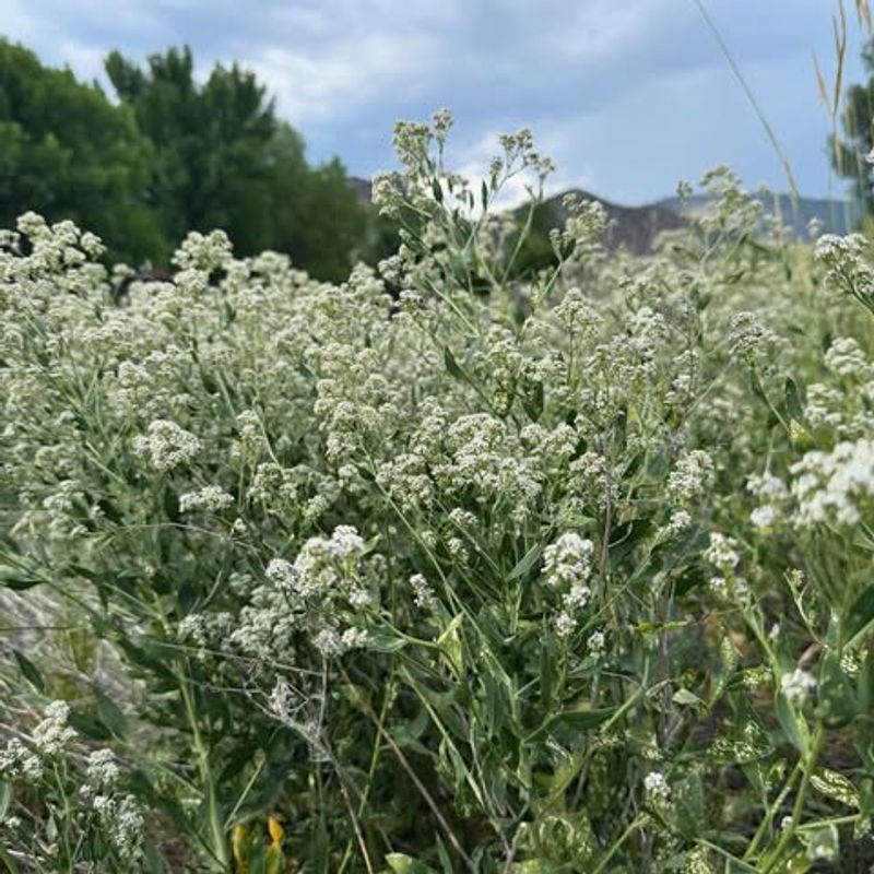 Perennial Pepperweed