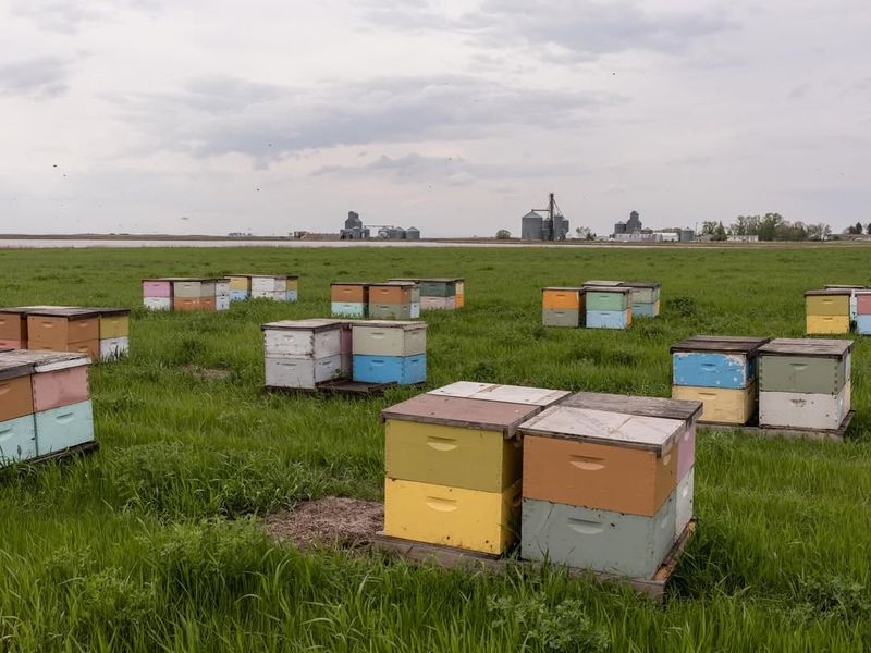 Modern Beekeeping Practices Create Stress