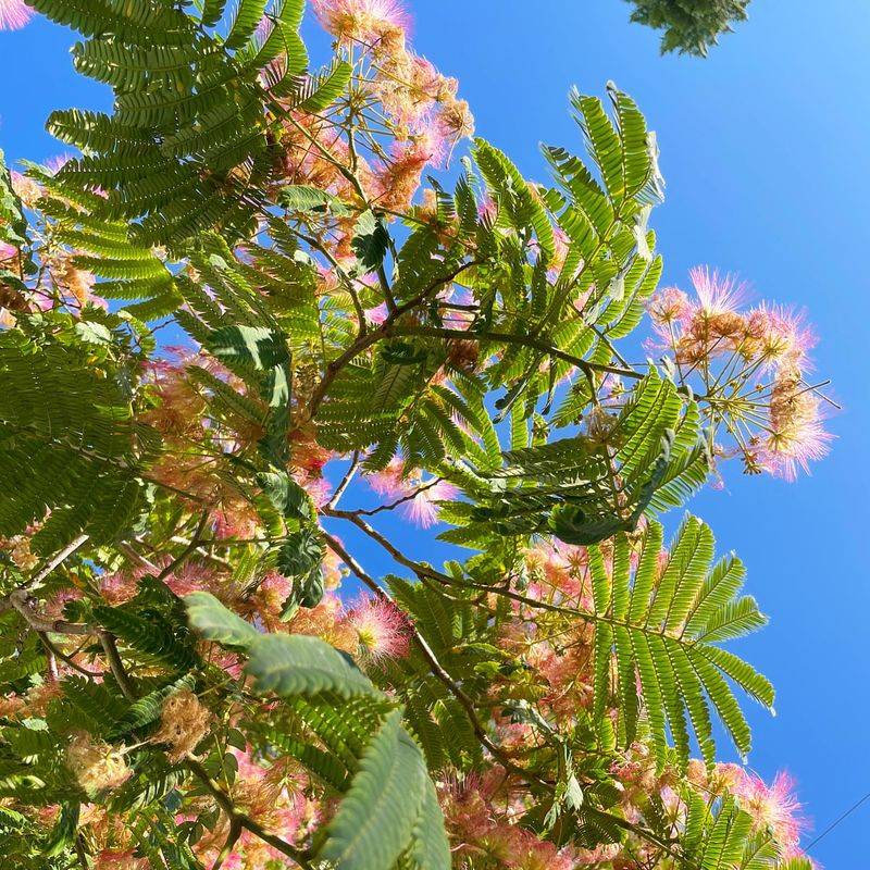 Mimosa Tree